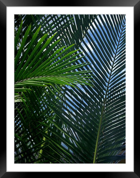 Sago Palm Fronds Framed Mounted Print by Mark Sellers