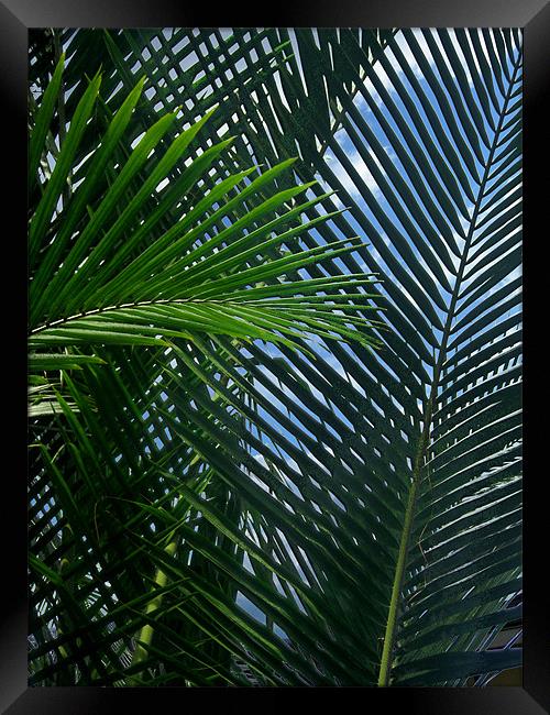 Sago Palm Fronds Framed Print by Mark Sellers