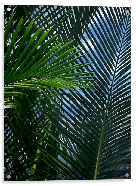 Sago Palm Fronds Acrylic by Mark Sellers