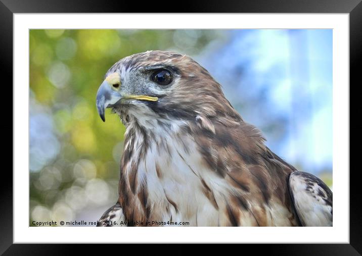 Red Hawk stare Framed Mounted Print by michelle rook