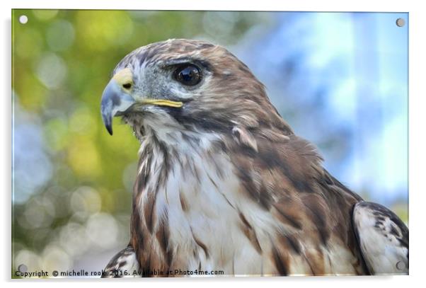 Red Hawk stare Acrylic by michelle rook
