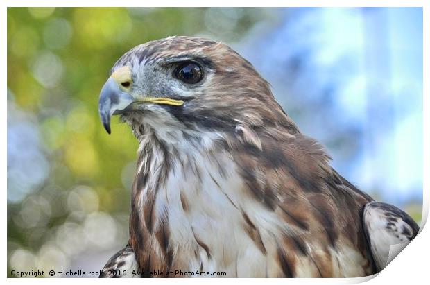 Red Hawk stare Print by michelle rook