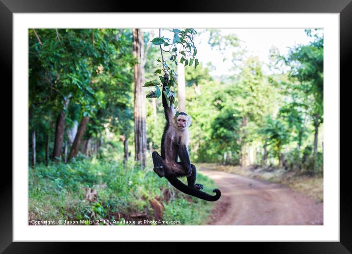 A white faced capuchin swings from a branch Framed Mounted Print by Jason Wells