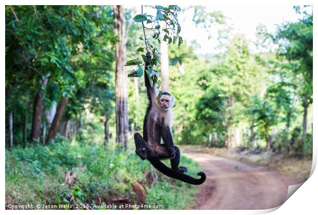 A white faced capuchin swings from a branch Print by Jason Wells