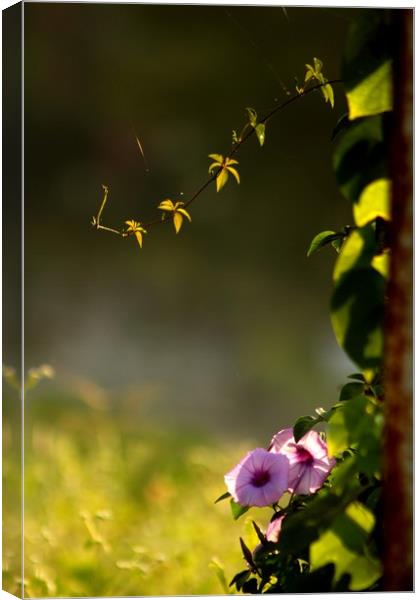 Sunlight on the flowers  Canvas Print by Indranil Bhattacharjee