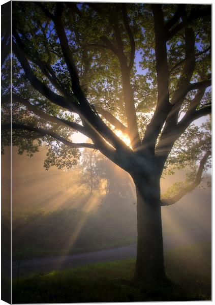 Summer mist... Canvas Print by David Mould