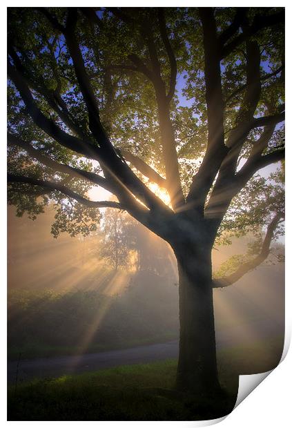 Summer mist... Print by David Mould