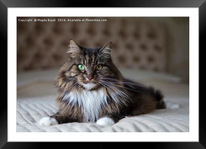 Long haired cat  Framed Mounted Print by Magdalena Bujak