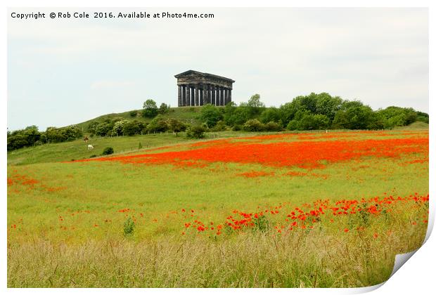 Poppies at Penshaw Monument, County Durham, Englan Print by Rob Cole
