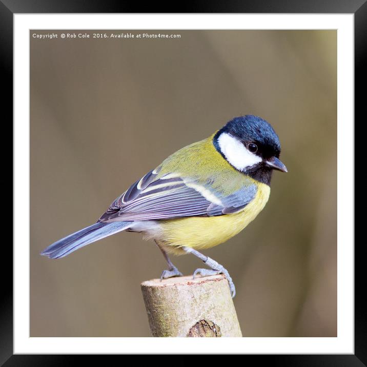 Great Tit (Parus Major) Framed Mounted Print by Rob Cole