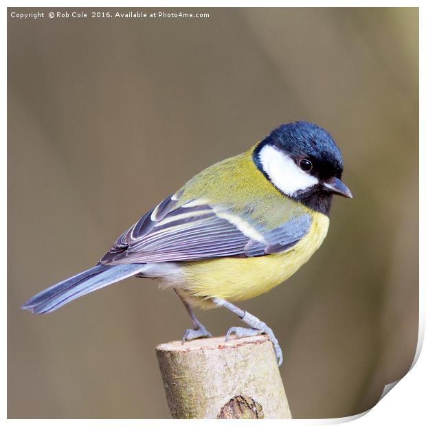 Great Tit (Parus Major) Print by Rob Cole