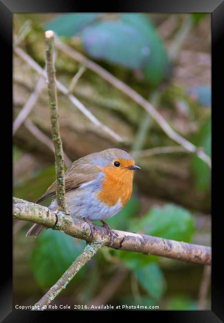 Majestic Robin in British Countryside Framed Print by Rob Cole