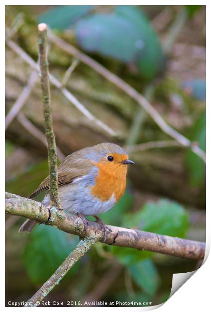 Majestic Robin in British Countryside Print by Rob Cole