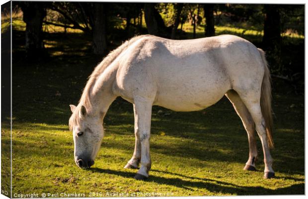 New Forest Pony Canvas Print by Paul Chambers