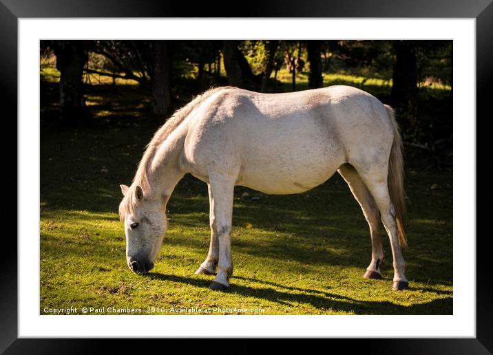 New Forest Pony Framed Mounted Print by Paul Chambers