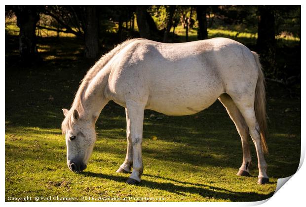 New Forest Pony Print by Paul Chambers