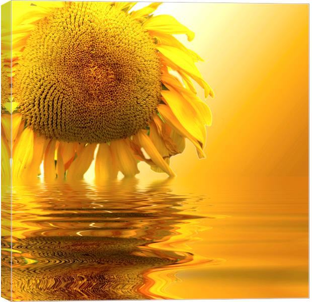 Sunflower sunset Canvas Print by David French