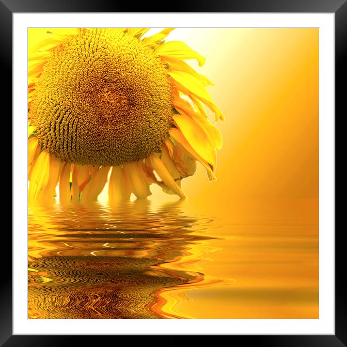 Sunflower sunset Framed Mounted Print by David French