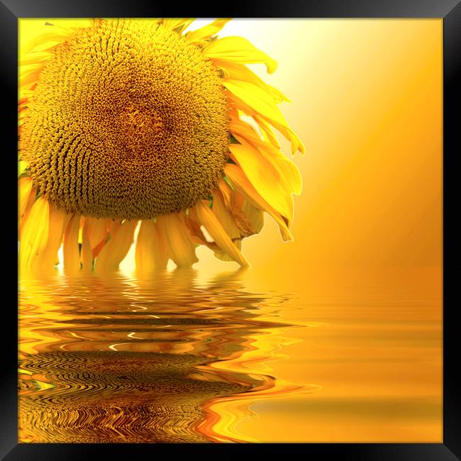 Sunflower sunset Framed Print by David French