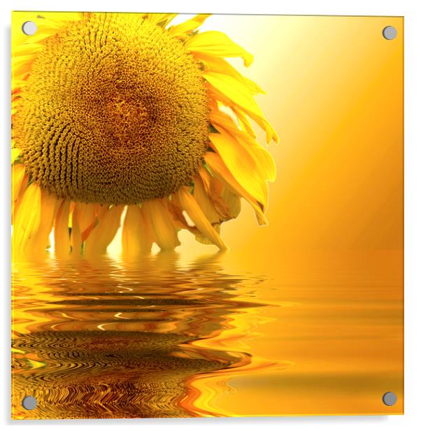 Sunflower sunset Acrylic by David French