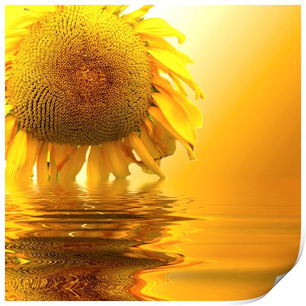 Sunflower sunset Print by David French