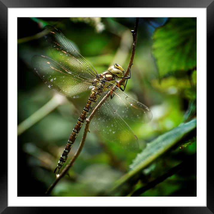 The Southern Hawker Framed Mounted Print by John Baker
