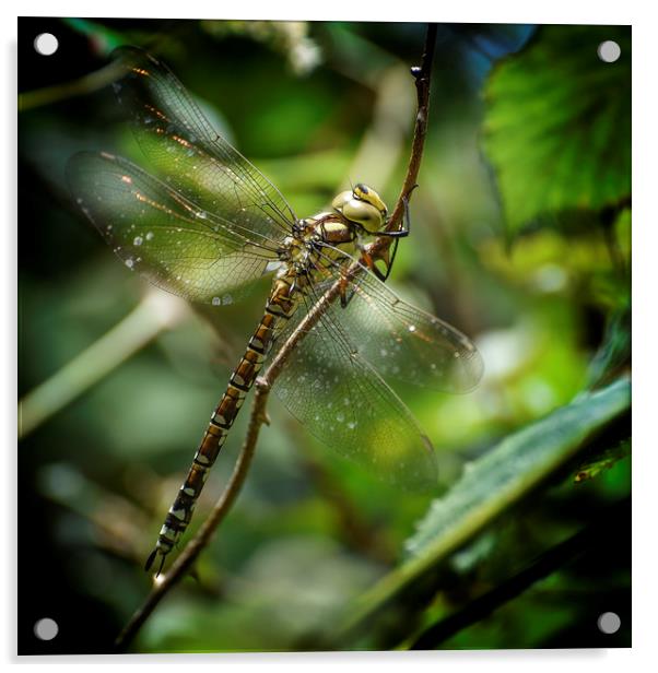 The Southern Hawker Acrylic by John Baker