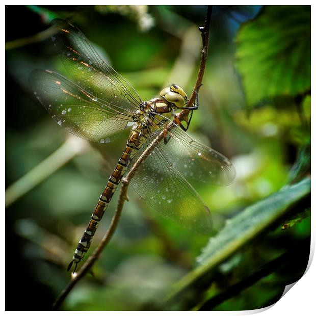 The Southern Hawker Print by John Baker