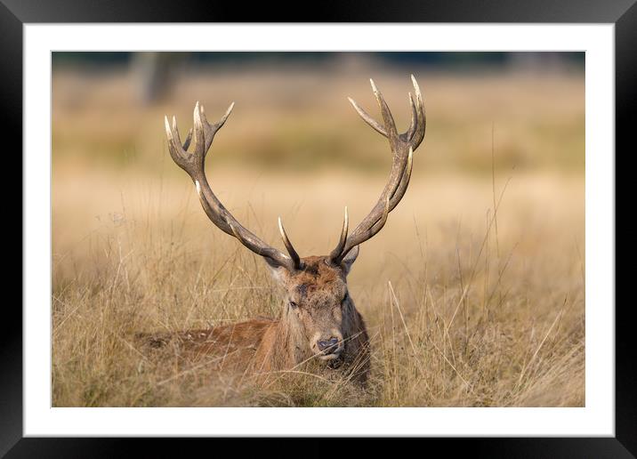 Sunbathing in the long grass Framed Mounted Print by Ray Taylor