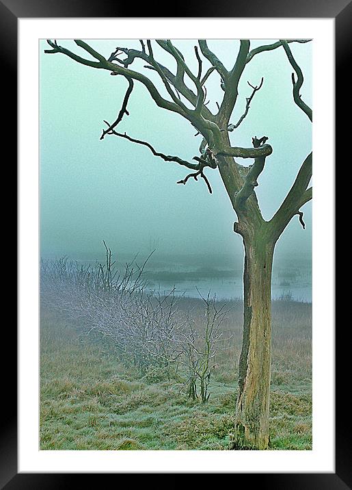 Dead trees Framed Mounted Print by Mike Herber