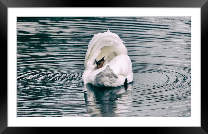 Mute Swan Framed Mounted Print by Mark Hobbs