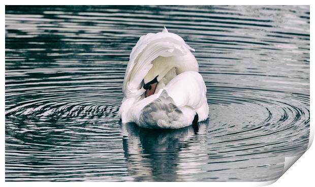 Mute Swan Print by Mark Hobbs