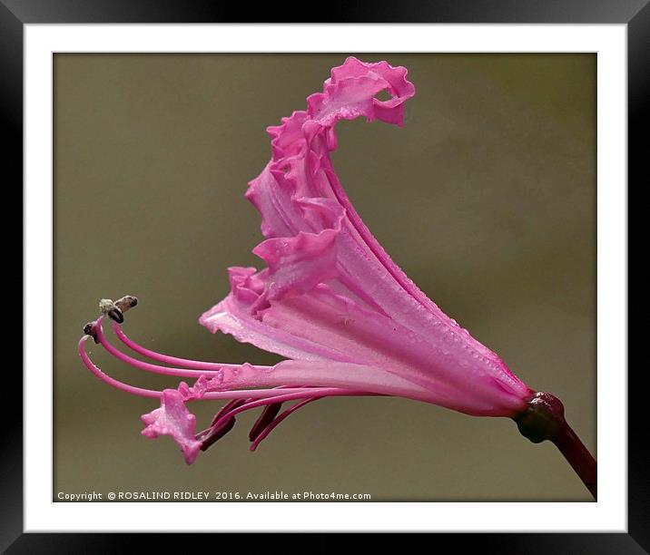 "NERINE BOWDENII , CERISE PINK" Framed Mounted Print by ROS RIDLEY