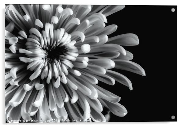 Chrysanthemum Acrylic by jonathan nguyen