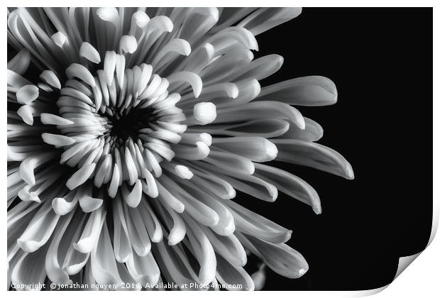 Chrysanthemum Print by jonathan nguyen