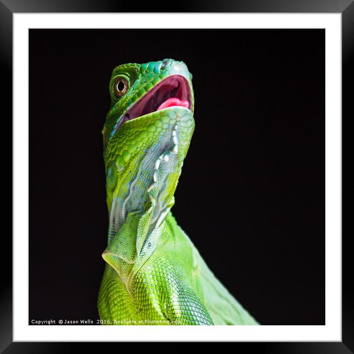 Square crop of a Green Iguana Framed Mounted Print by Jason Wells