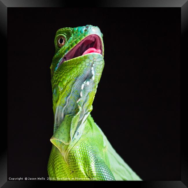 Square crop of a Green Iguana Framed Print by Jason Wells