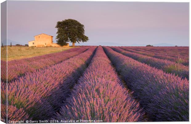 Lavender Field at Valensole.  Canvas Print by Garry Smith