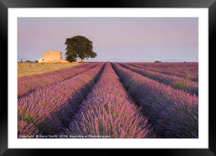 Lavender Field at Valensole.  Framed Mounted Print by Garry Smith