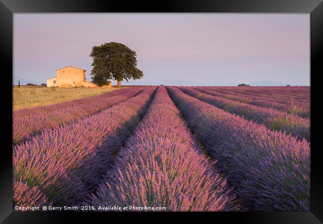 Lavender Field at Valensole.  Framed Print by Garry Smith