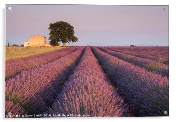 Lavender Field at Valensole.  Acrylic by Garry Smith