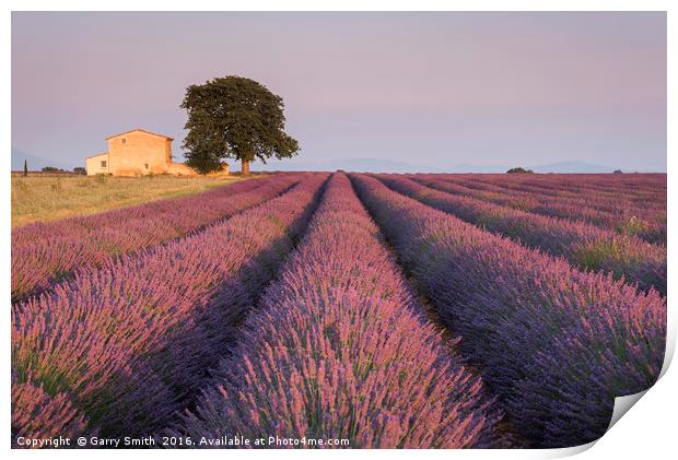 Lavender Field at Valensole.  Print by Garry Smith
