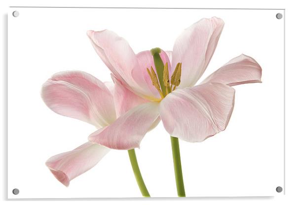 Pink Tulips Acrylic by Ann Garrett