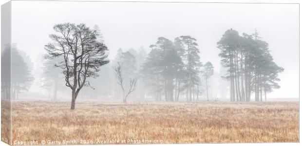 More Misty Trees at Loch Tulla. Canvas Print by Garry Smith