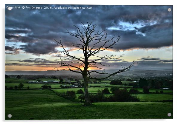 tree in the countryside Acrylic by Derrick Fox Lomax