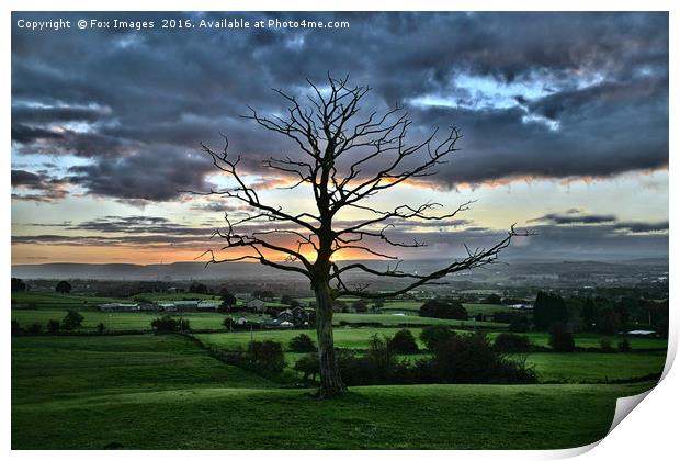 tree in the countryside Print by Derrick Fox Lomax