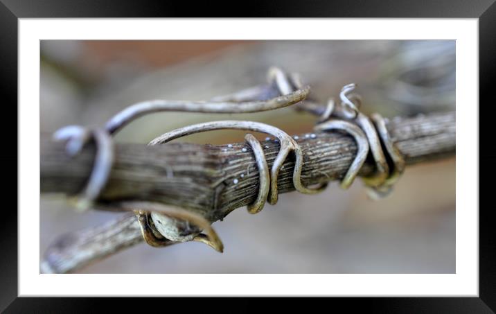 winter vine Framed Mounted Print by sue davies