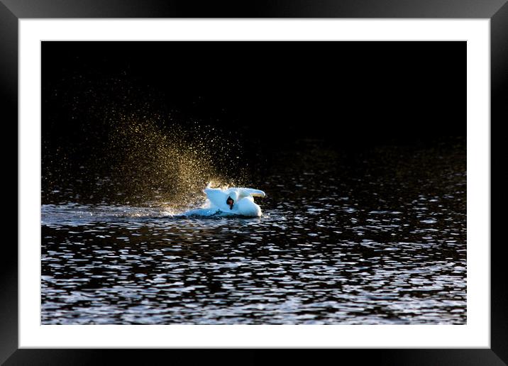 Bath time Framed Mounted Print by Anthony Simpson