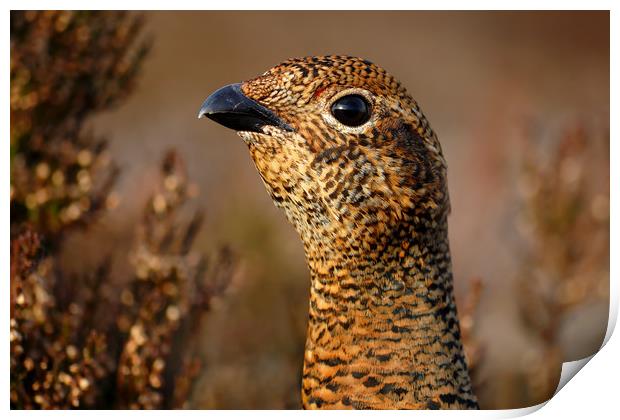Red Grouse Print by Macrae Images