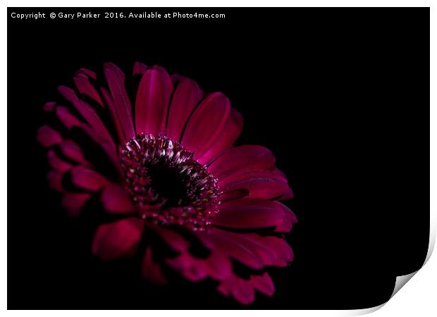 A purple flower,subtlety lit Print by Gary Parker